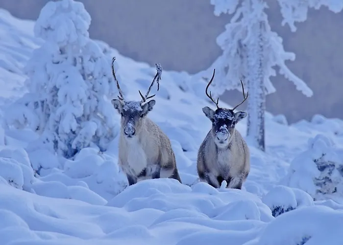 Arctic Star - Riekon Lumo